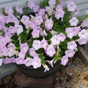 Meet your Posher, Loretta